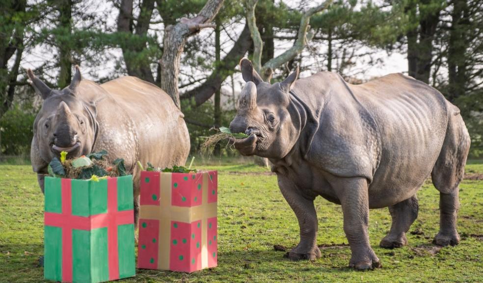 Rhinos celebrate Christmas early at ZSL Whipsnade Zoo The Parenting Daily